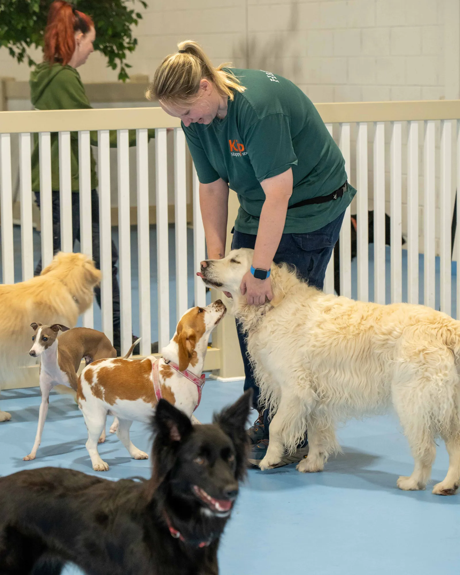 Dog Daycare SA